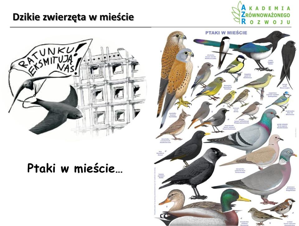 w mieście