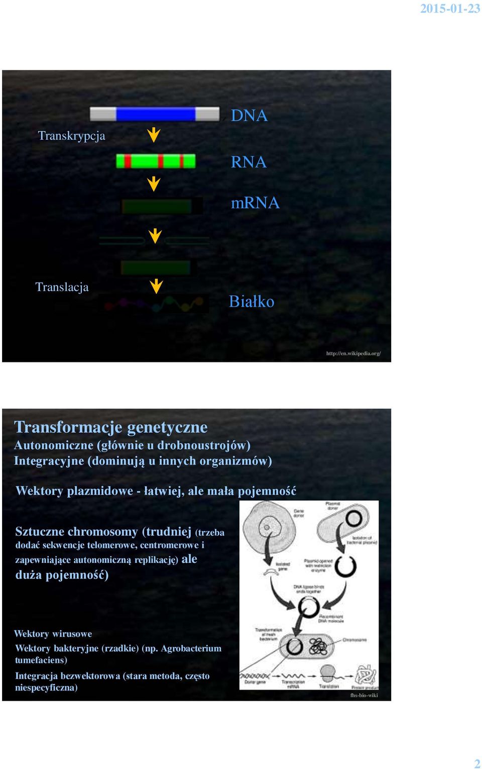 plazmidowe - łatwiej, ale mała pojemność Sztuczne chromosomy (trudniej (trzeba dodać sekwencje telomerowe, centromerowe i