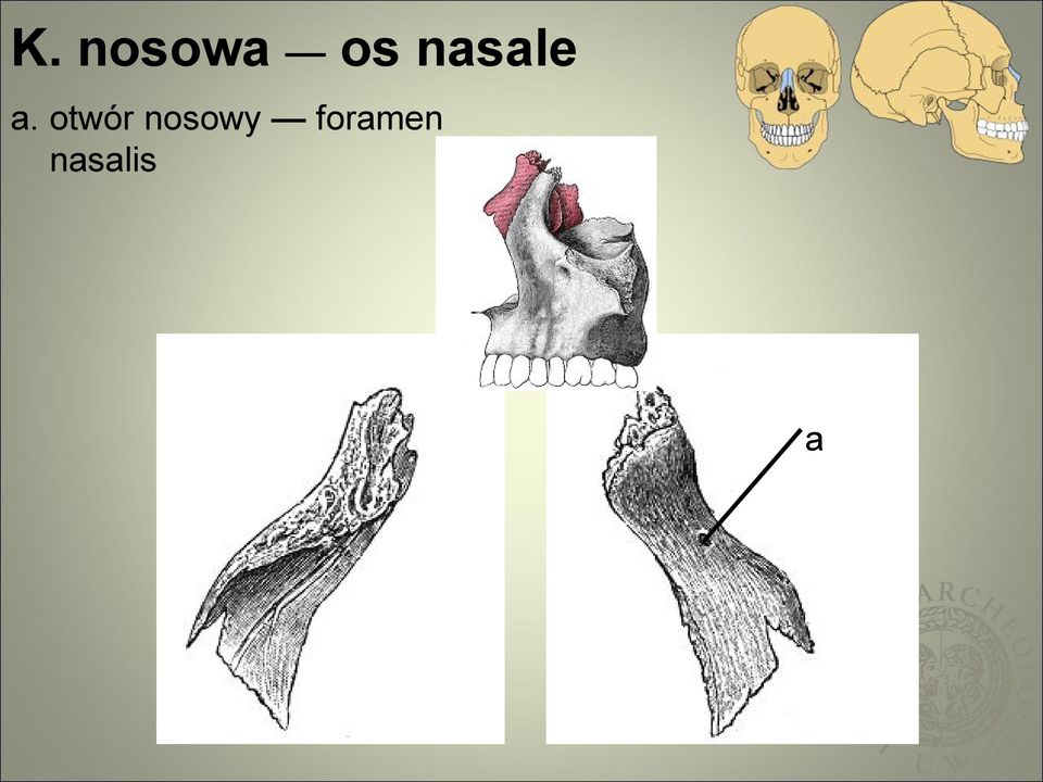 otwór nosowy