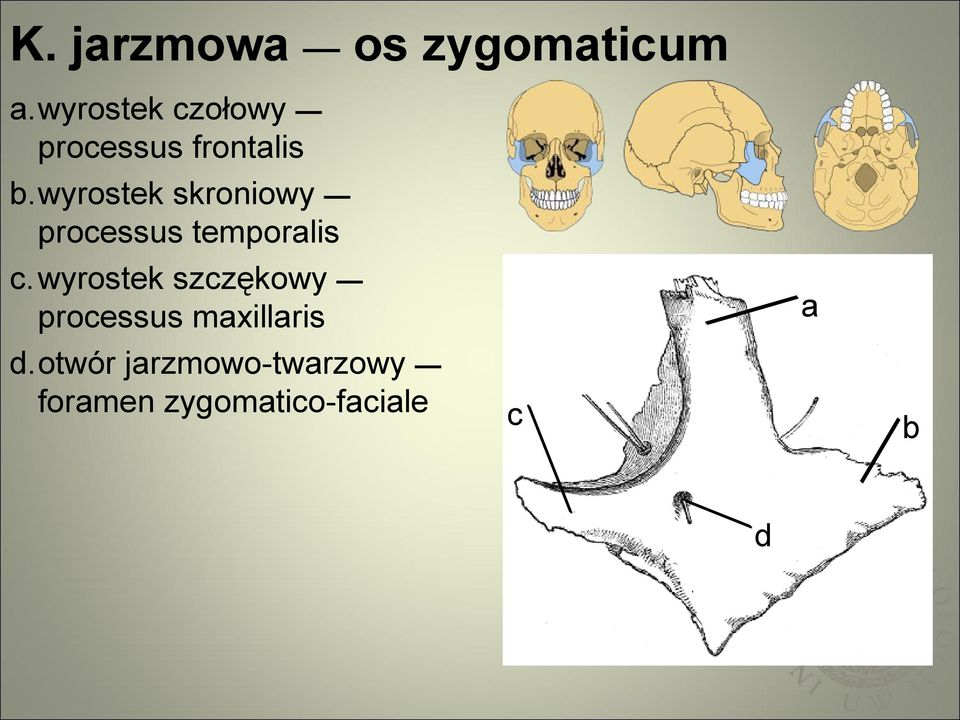 wyrostek skroniowy processus temporalis c.