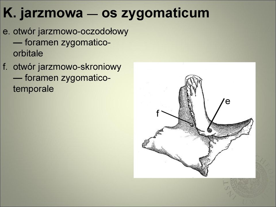 zygomaticoorbitale f.