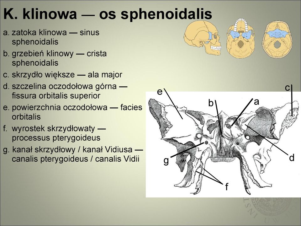 szczelina oczodołowa górna fissura orbitalis superior e.