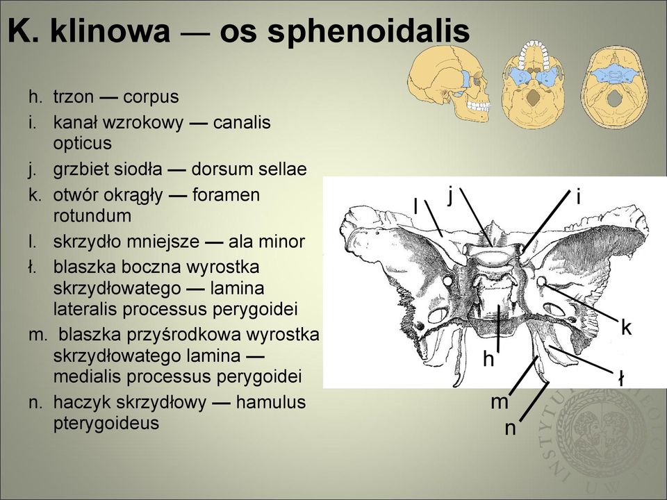 blaszka boczna wyrostka skrzydłowatego lamina lateralis processus perygoidei m.