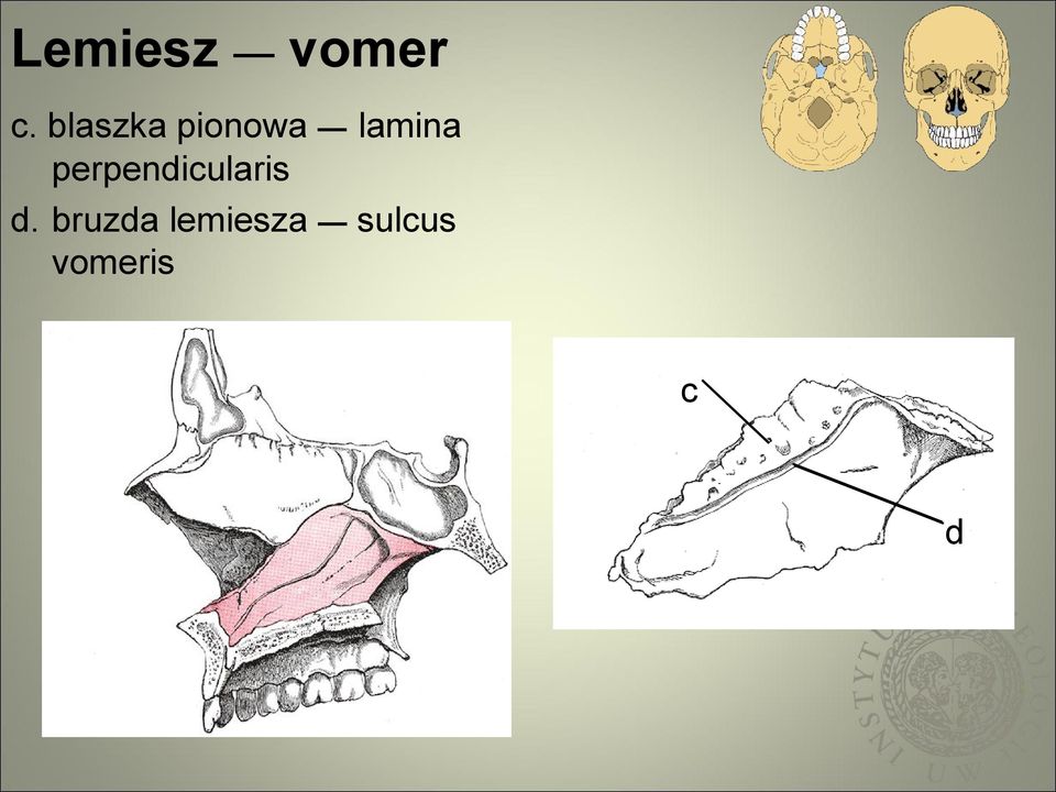 perpendicularis d.