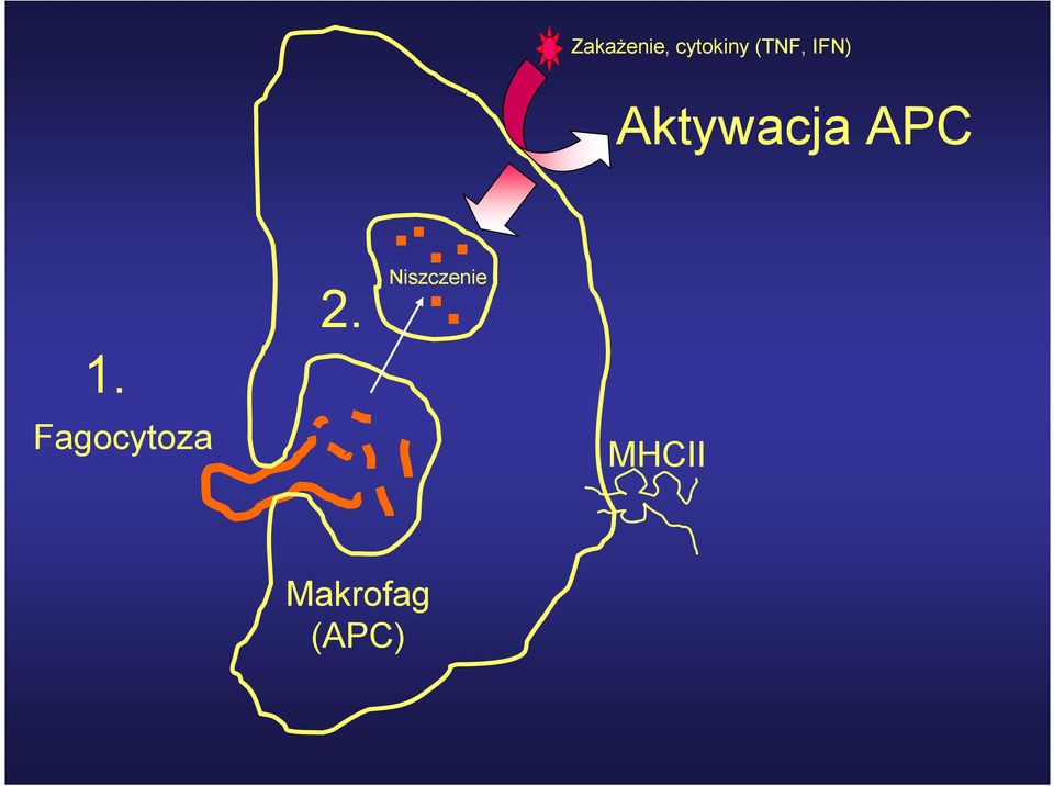 APC 1. Fagocytoza 2.