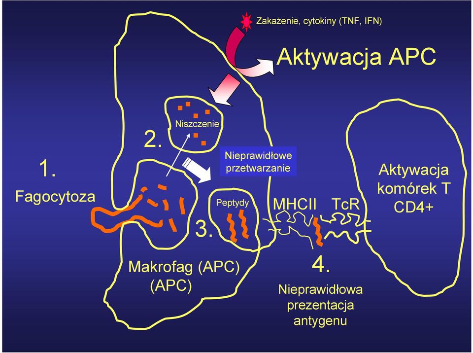 Nieprawidłowe przetwarzanie Peptydy MHCII TcR