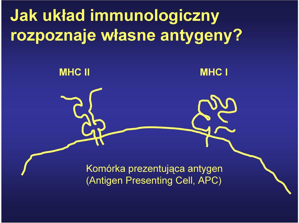 MHC II MHC I Komórka