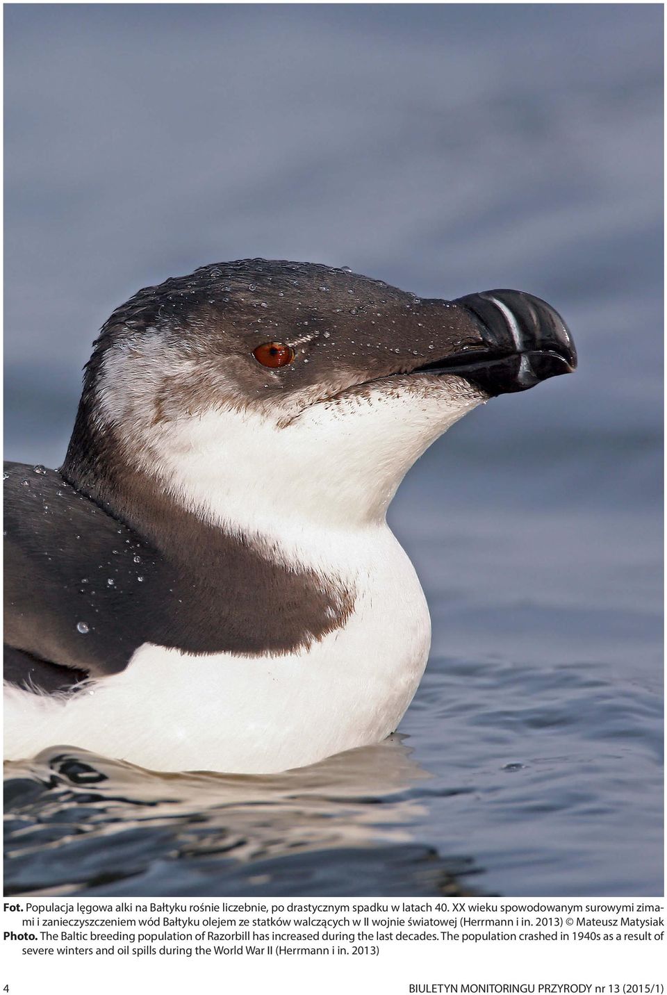 (Herrmann i in. 2013) Mateusz Matysiak Photo. The Baltic breeding population of Razorbill has increased during the last decades.