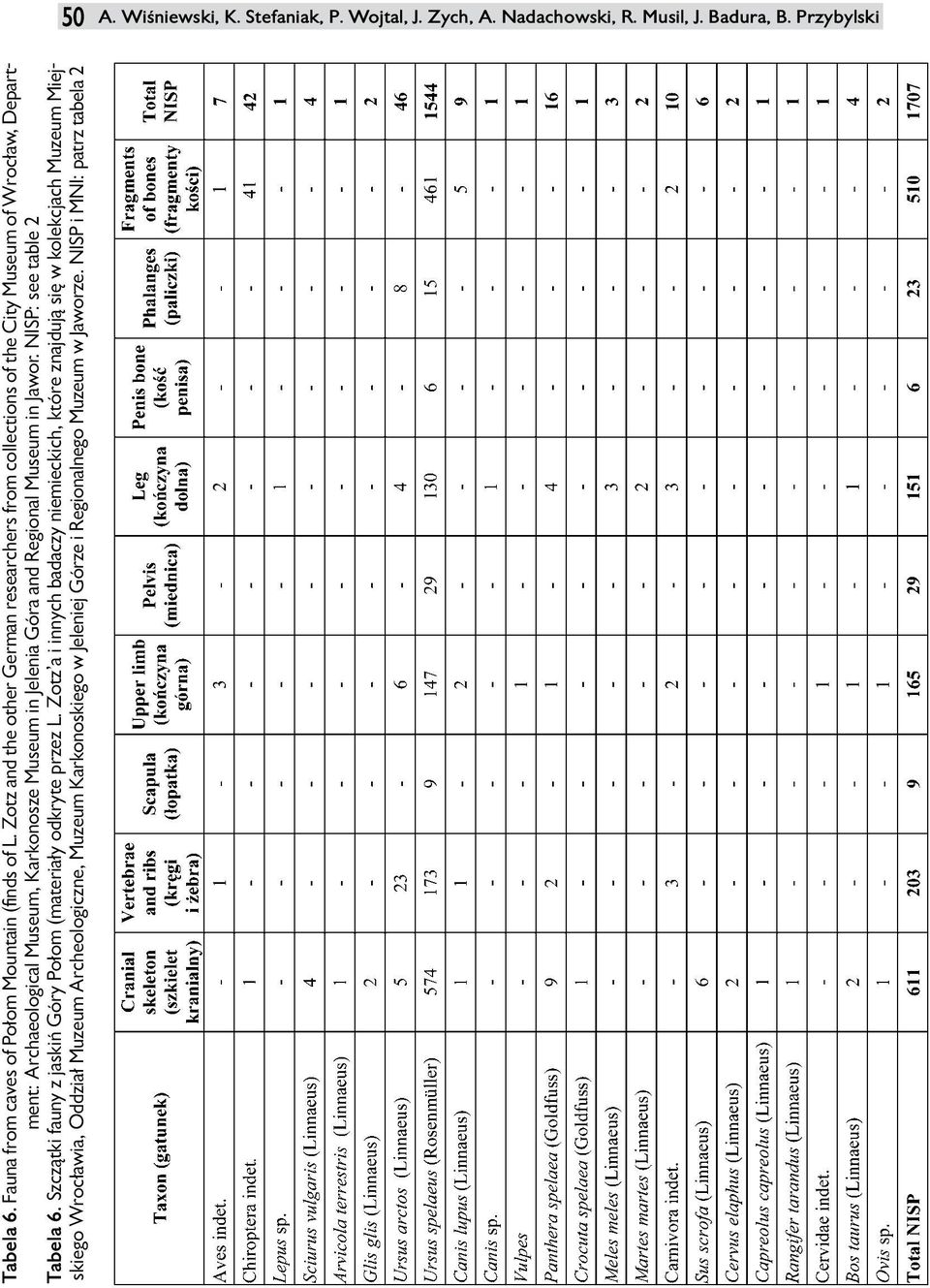 Regional Museum in Jawor. NISP: see table 2 Tabela 6. Szczątki fauny z jaskiń Góry Połom (materiały odkryte przez L.