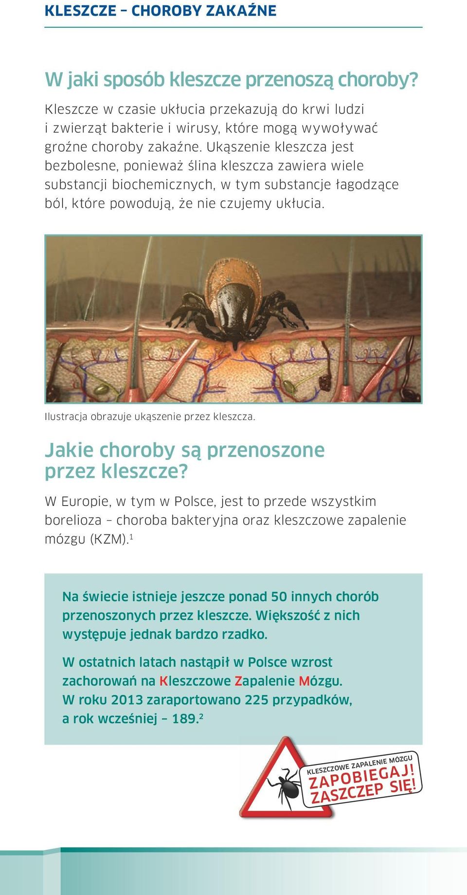 Ilustracja obrazuje ukąszenie przez kleszcza. Jakie choroby są przenoszone przez kleszcze?