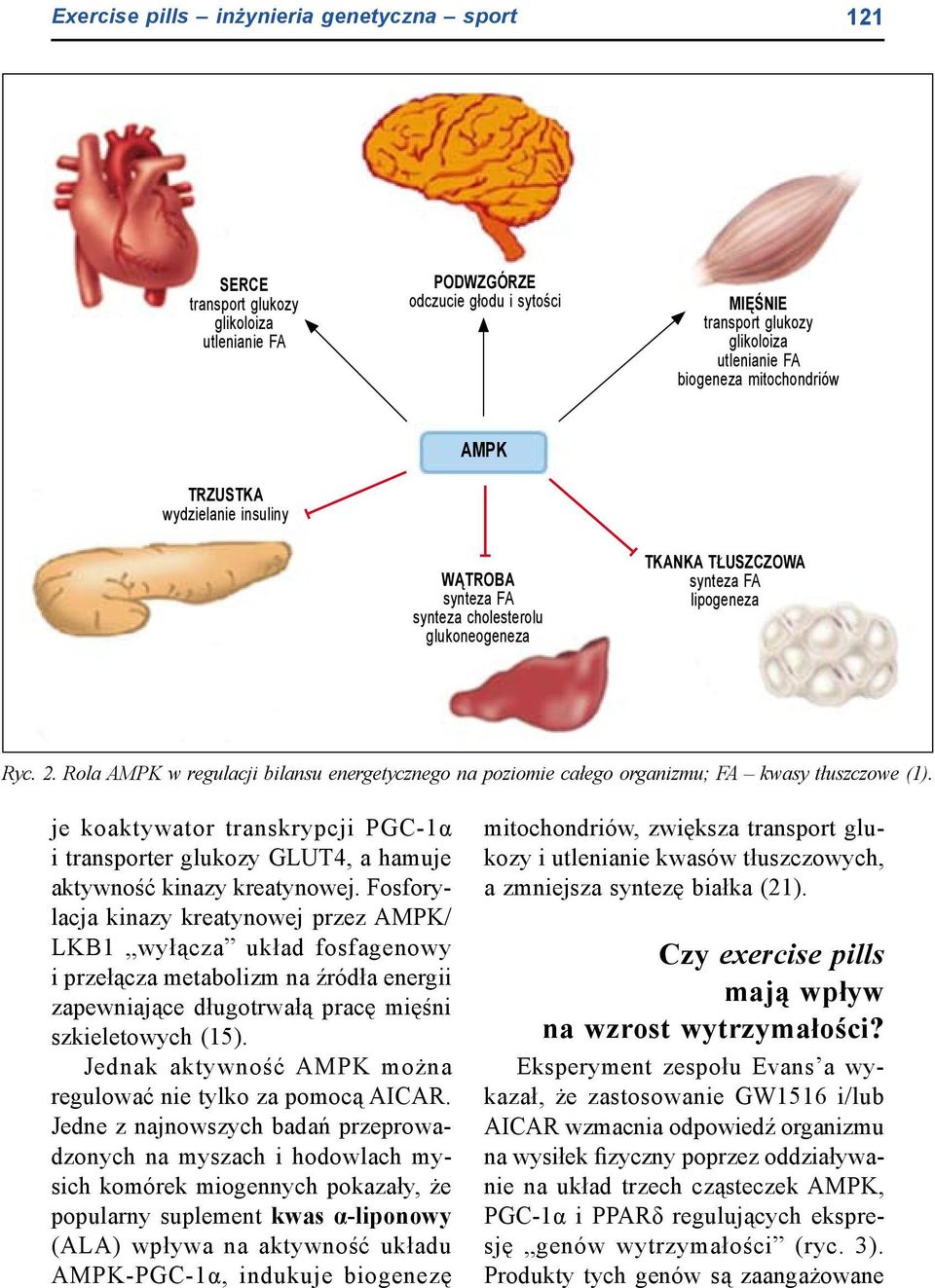 Rola AMPK w regulacji bilansu energetycznego na poziomie całego organizmu; FA kwasy tłuszczowe (1).