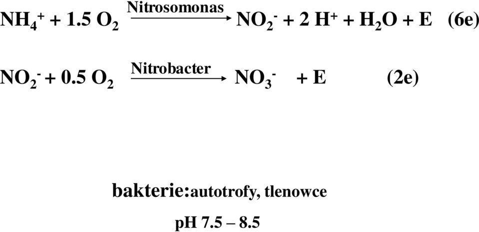 H 2 O + E (6e) NO - Nitrobacter 2 +