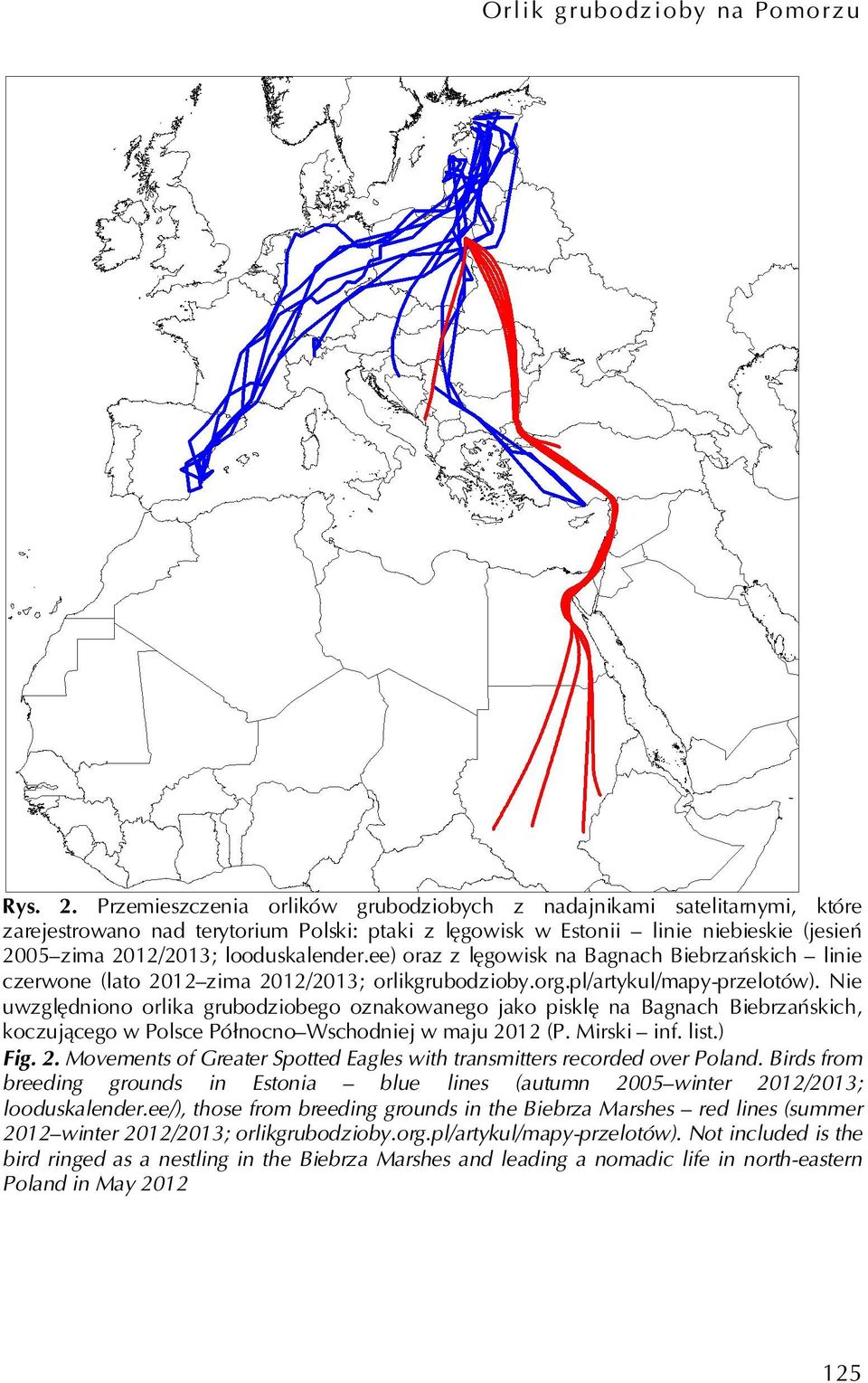 ee) oraz z lęgowisk na Bagnach Biebrzańskich linie czerwone (lato 2012 zima 2012/2013; orlikgrubodzioby.org.pl/artykul/mapy-przelotów).