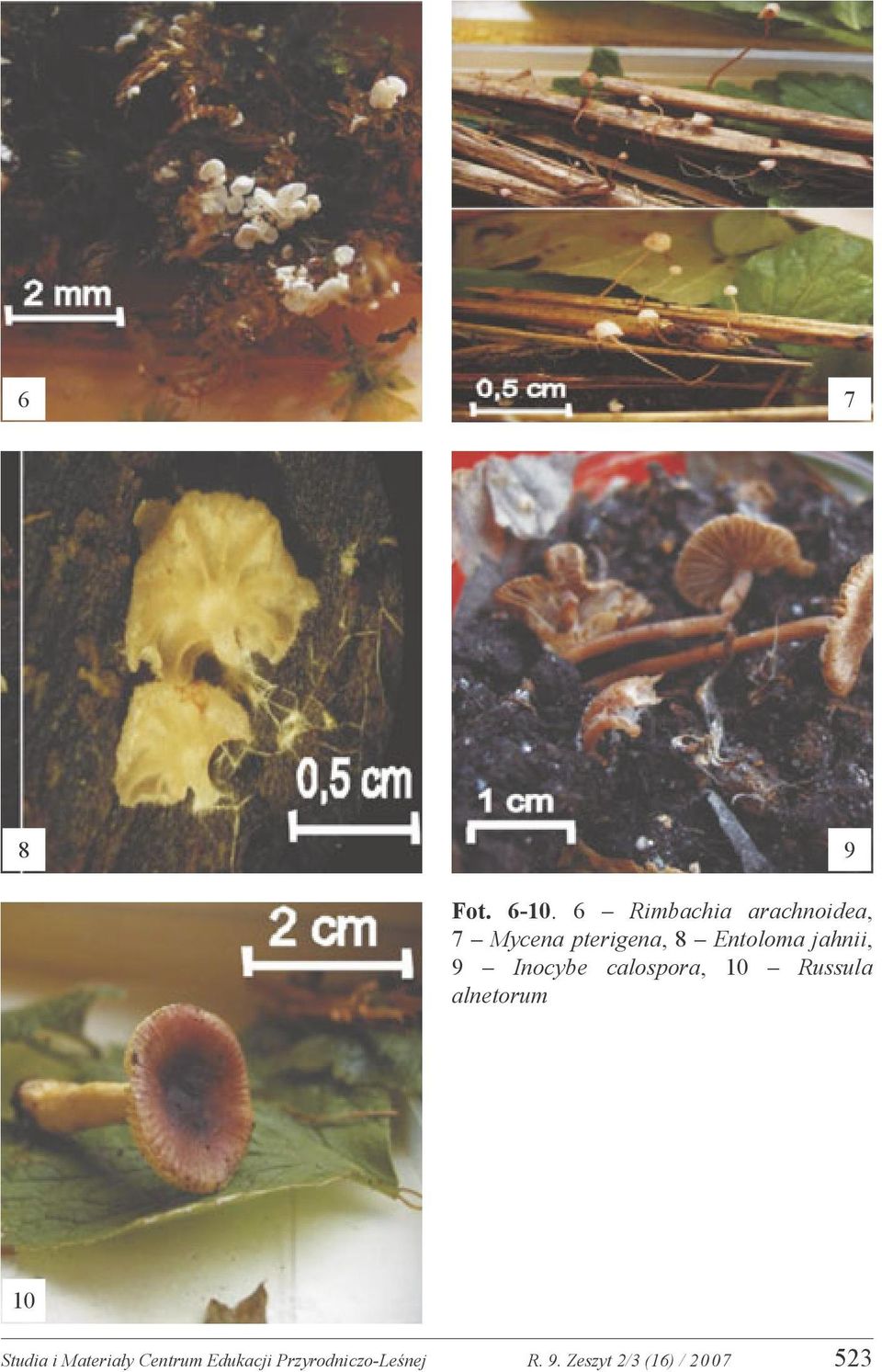 Entoloma jahnii, 9 Inocybe calospora, 10 Russula