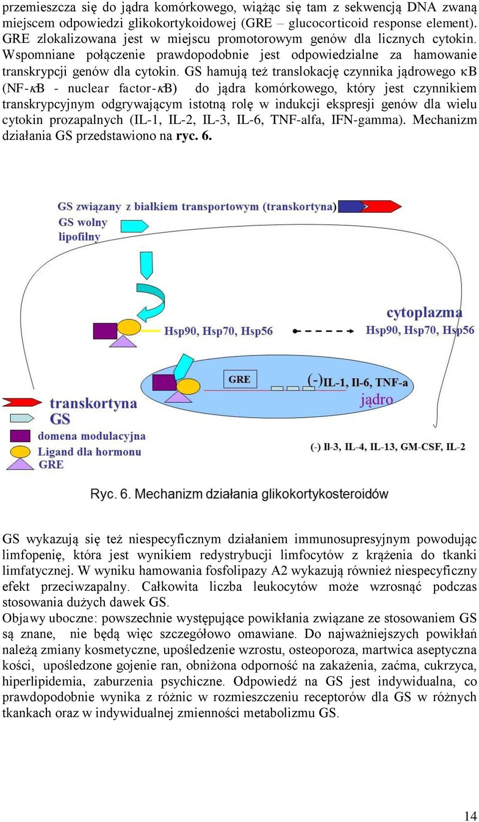 GS hamują też translokację czynnika jądrowego B (NF- B - nuclear factor- B) do jądra komórkowego, który jest czynnikiem transkrypcyjnym odgrywającym istotną rolę w indukcji ekspresji genów dla wielu