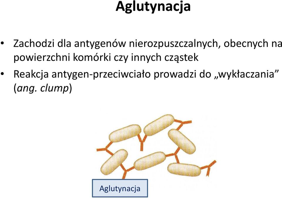 komórki czy innych cząstek Reakcja antygen