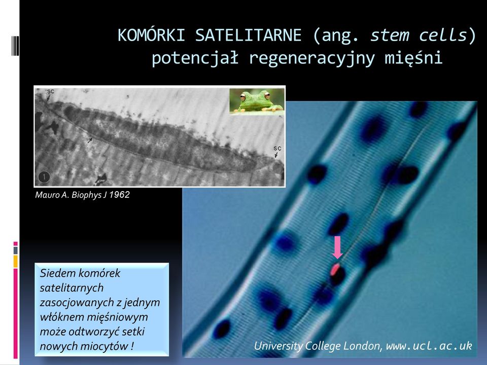 Biophys J 1962 Siedem komórek satelitarnych zasocjowanych z