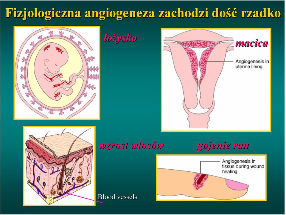 łożysko macica wzrost