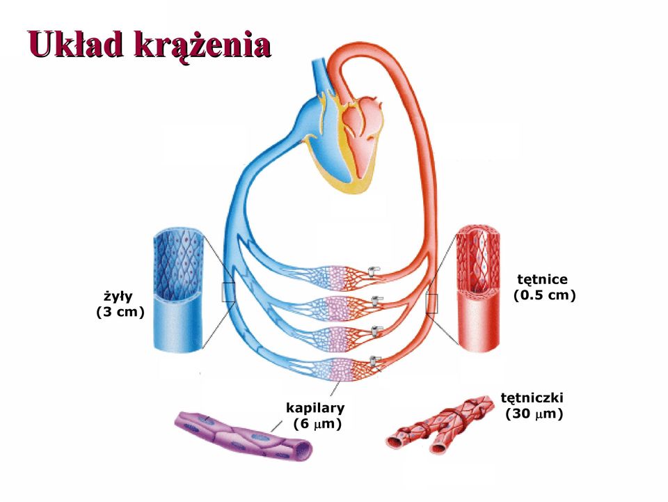 5 cm) kapilary (6