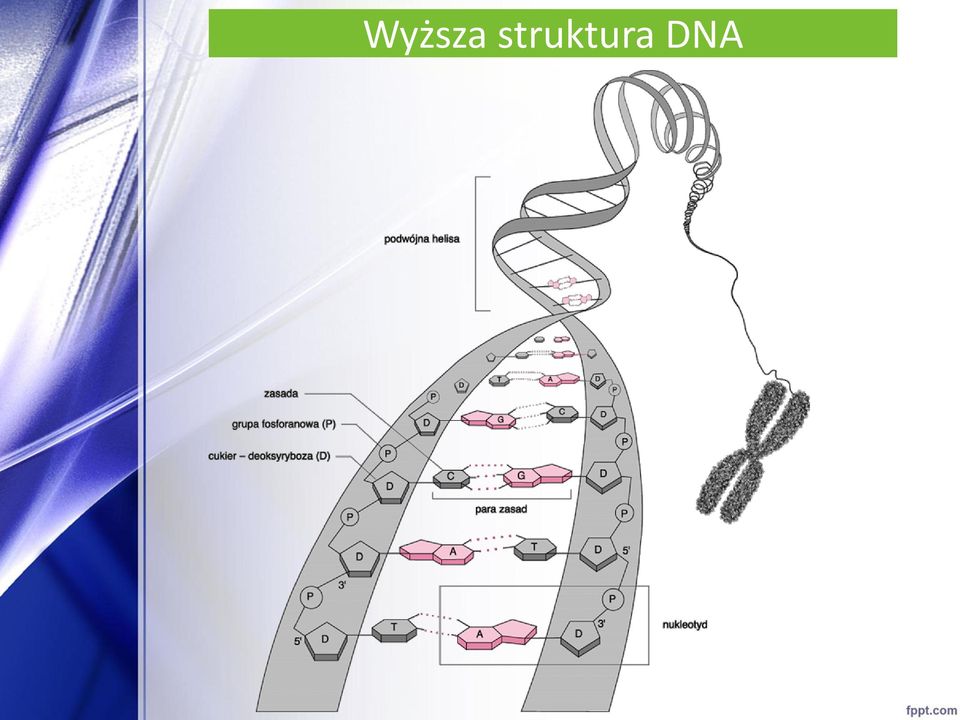 DNA