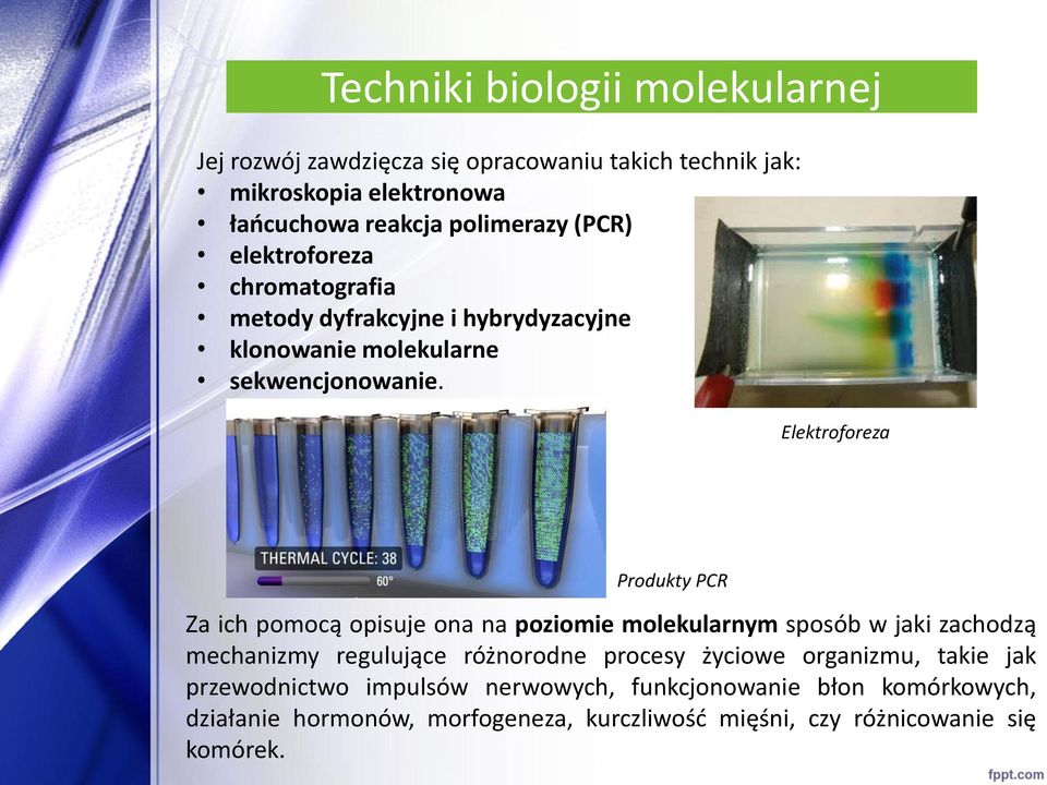 Elektroforeza Produkty PCR Za ich pomocą opisuje ona na poziomie molekularnym sposób w jaki zachodzą mechanizmy regulujące różnorodne procesy
