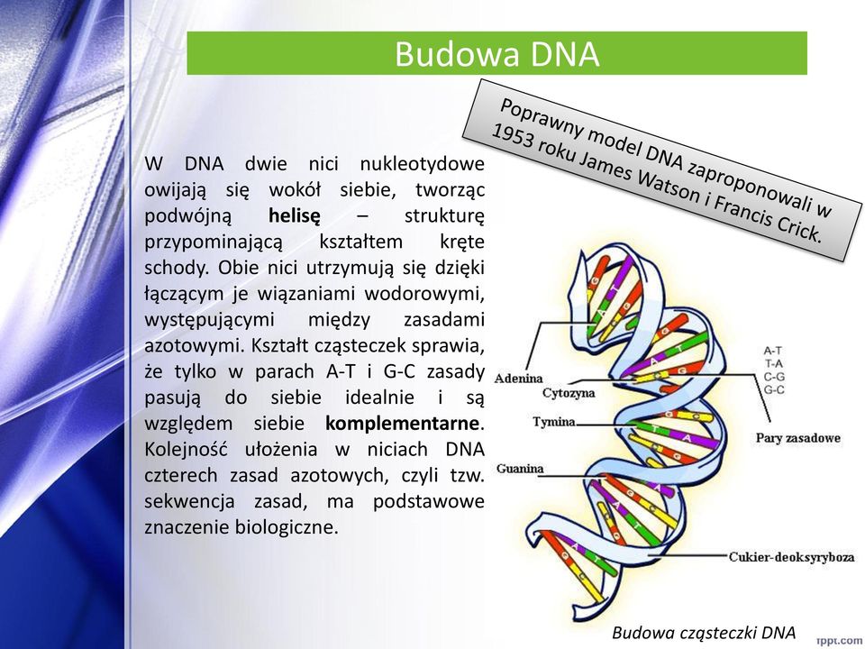 Kształt cząsteczek sprawia, że tylko w parach A-T i G-C zasady pasują do siebie idealnie i są względem siebie komplementarne.