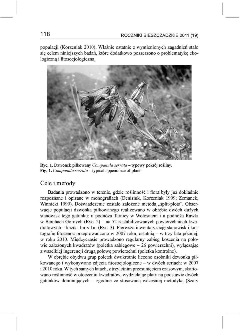 Dzwonek piłkowany Campanula serrata typowy pokrój rośliny. Fig. 1. Campanula serrata typical appearance of plant.