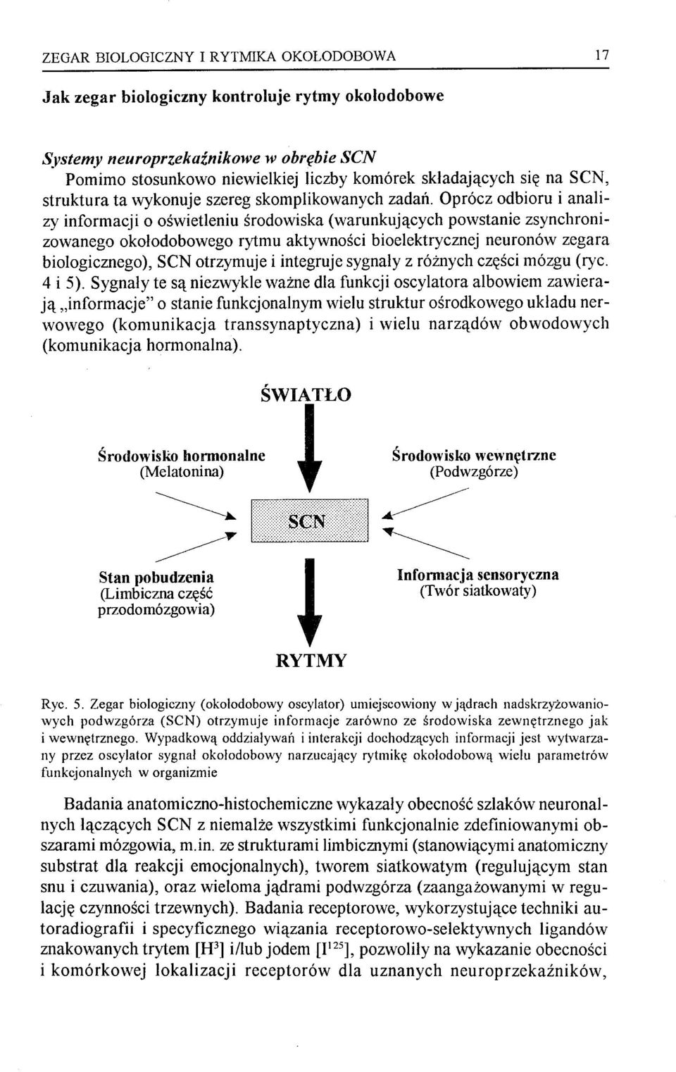 Oprócz odbioru i analizy informacji o oświetleniu środowiska (warunkujących powstanie zsynchronizowanego okołodobowego rytmu aktywności bioelektrycznej neuronów zegara biologicznego), SeN otrzymuje i