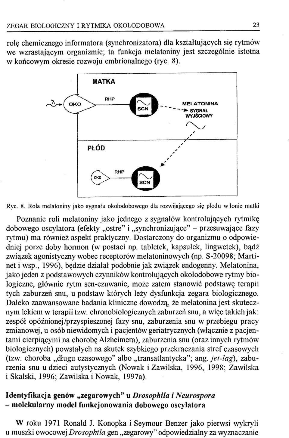 . l MATKA ~~,-_R_H_P_...,@~ MELATONINA ~ sen - - - -. SYGNAŁ WYJŚCIOWY PŁÓD (0 RHP '.../',, ",, @. 5;,, Ryc. 8.