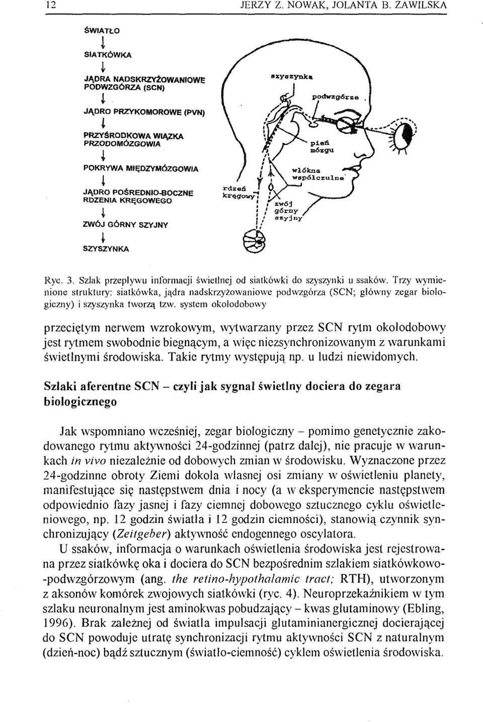 Szlak przeplywu informacji świetlnej od siatkówki do szyszynki u ssaków.