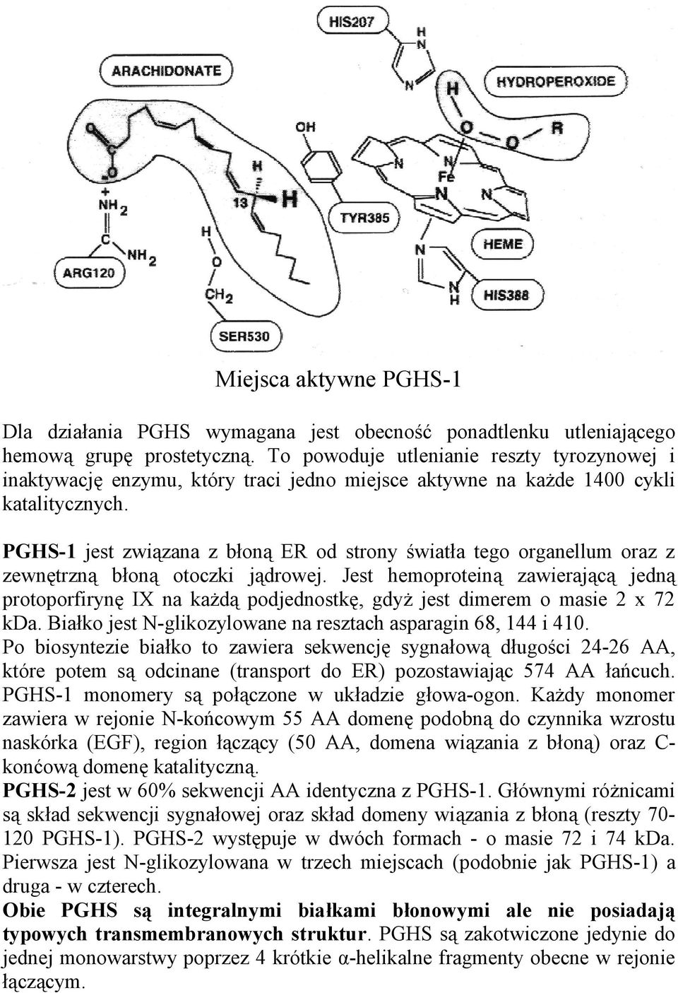 PGHS-1 jest związana z błoną ER od strony światła tego organellum oraz z zewnętrzną błoną otoczki jądrowej.