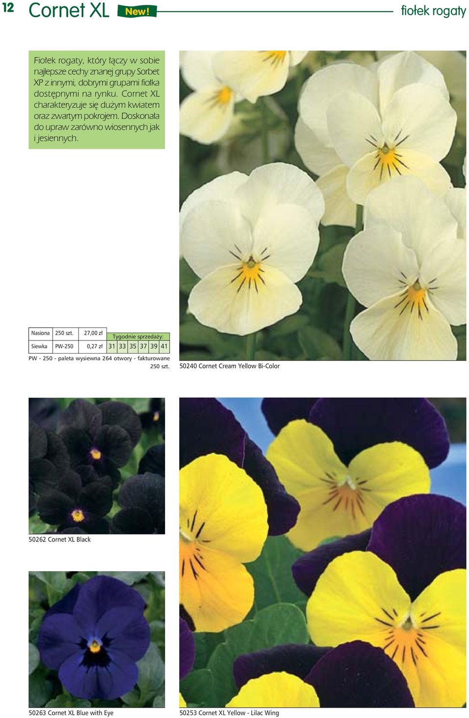 na rynku. Cornet XL charakteryzuje się dużym kwiatem oraz zwartym pokrojem. Doskonała do upraw zarówno wiosennych jak i jesiennych.