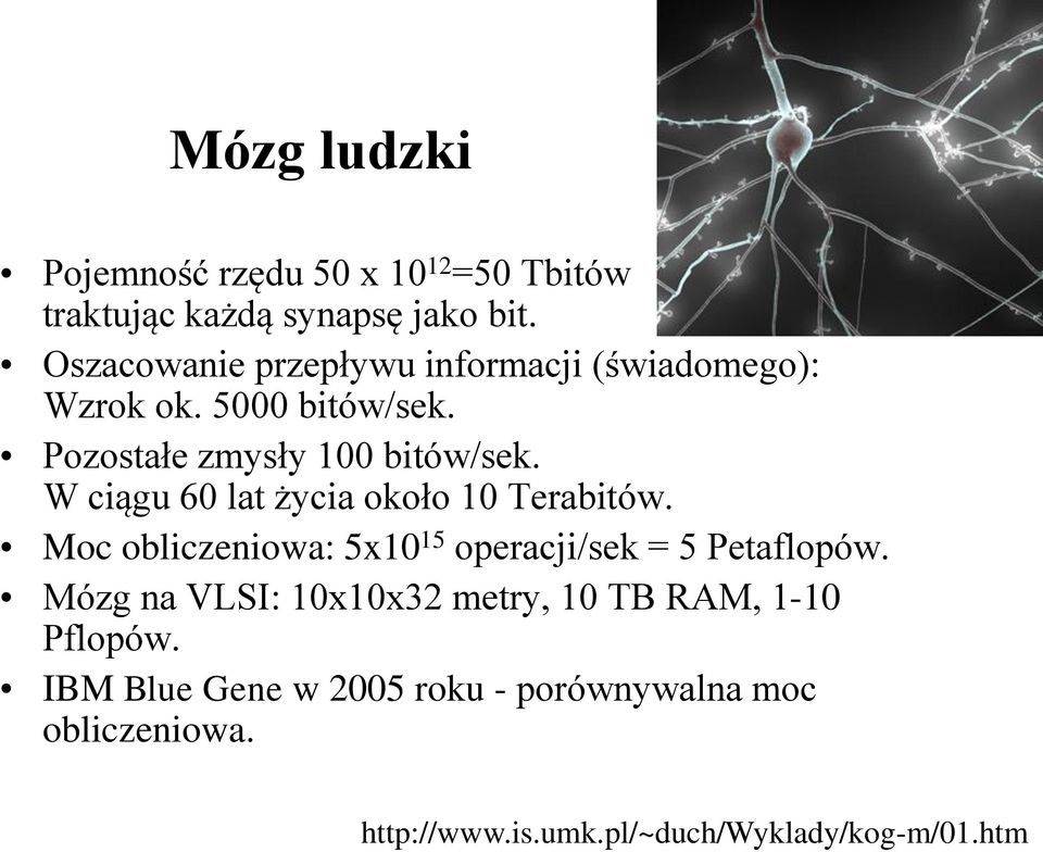 W ciągu 60 lat życia około 10 Terabitów. Moc obliczeniowa: 5x10 15 operacji/sek = 5 Petaflopów.