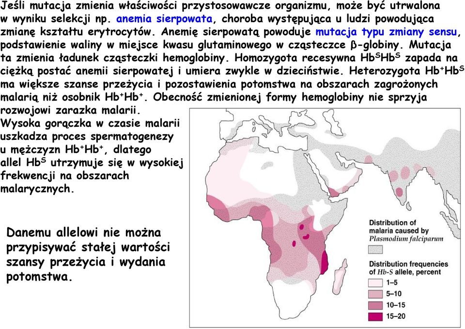 Homozygota recesywna Hb S Hb S zapada na ciężką postać anemii sierpowatej i umiera zwykle w dzieciństwie.