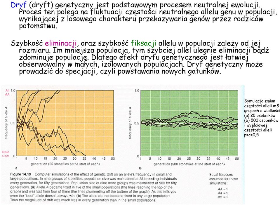 Szybkość eliminacji, oraz szybkość fiksacji allelu w populacji zależy od jej rozmiaru. Im mniejsza populacja, tym szybciej allel ulegnie eliminacji bądź zdominuje populację.