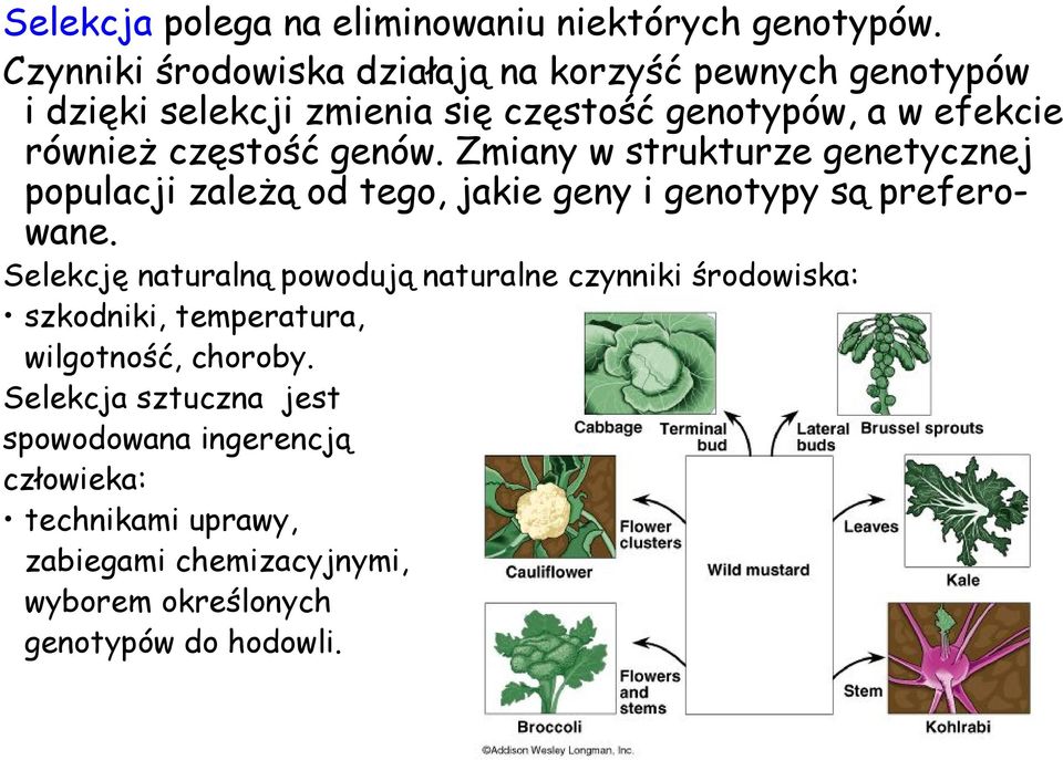 częstość genów. Zmiany w strukturze genetycznej populacji zależą od tego, jakie geny i genotypy są preferowane.