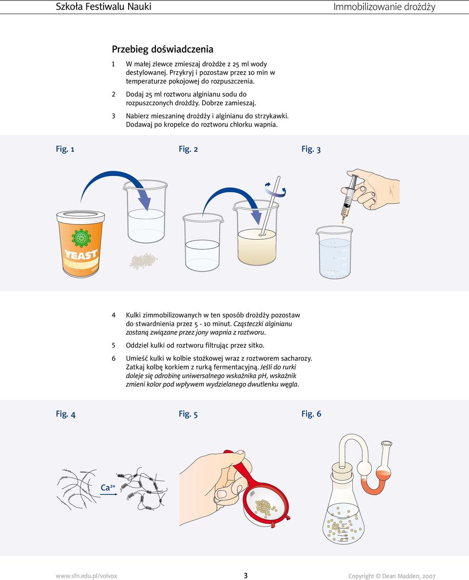 2 Fig. 3 4 5 6 Kulki zimmobilizowanych w ten sposób drożdży pozostaw do stwardnienia przez 5-10 minut. Cząsteczki alginianu zostaną związane przez jony wapnia z roztworu.