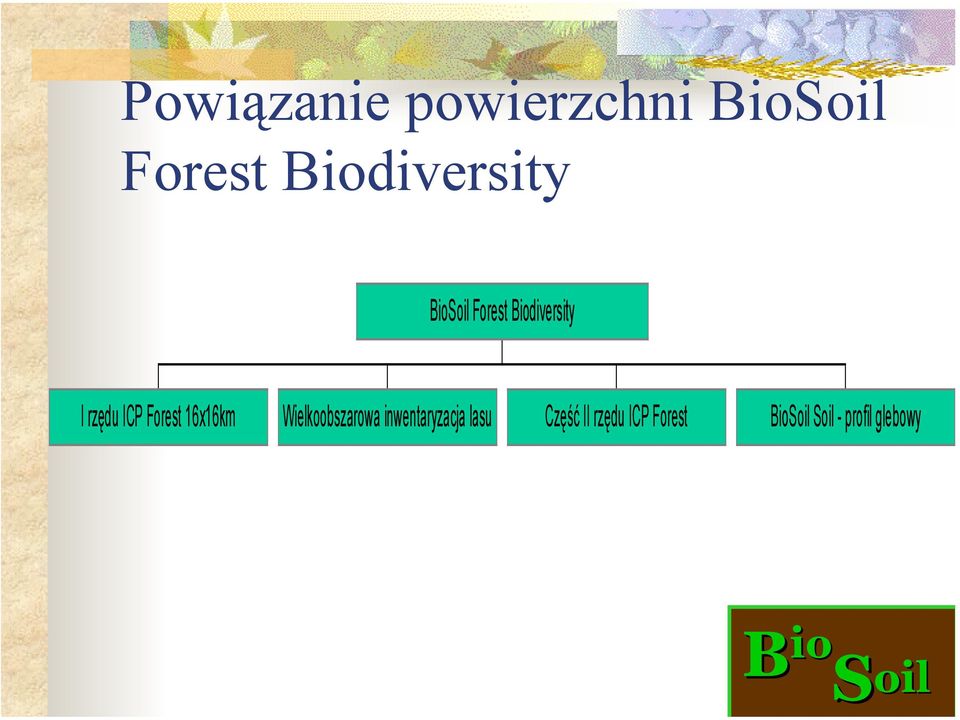 ICP Forest 16x16km Wielkoobszarowa inwentaryzacja