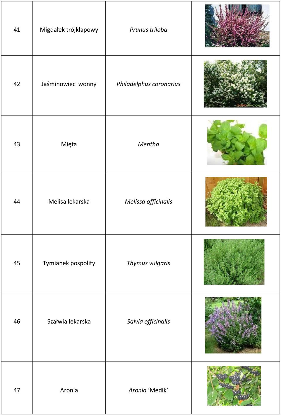 Melissa officinalis 45 Tymianek pospolity Thymus vulgaris