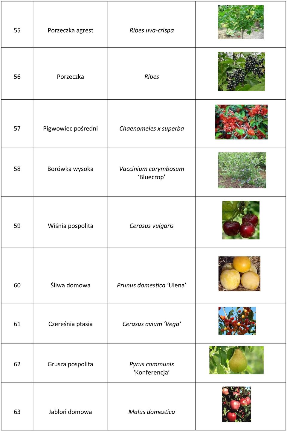 pospolita Cerasus vulgaris 60 Śliwa domowa Prunus domestica Ulena 61 Czereśnia ptasia