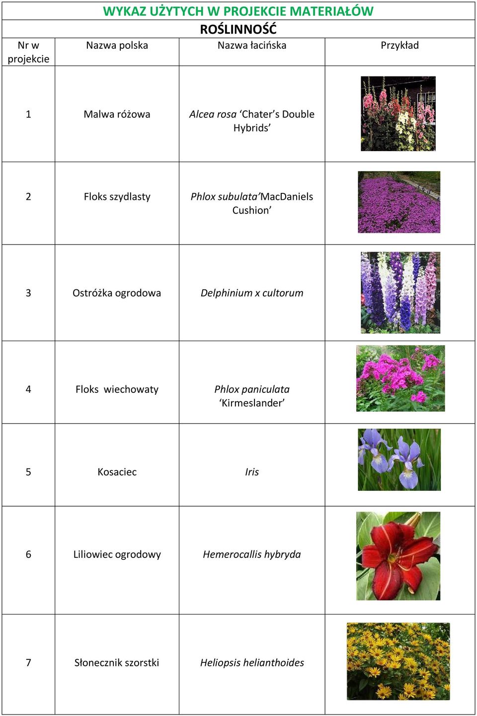 MacDaniels Cushion 3 Ostróżka ogrodowa Delphinium x cultorum 4 Floks wiechowaty Phlox paniculata