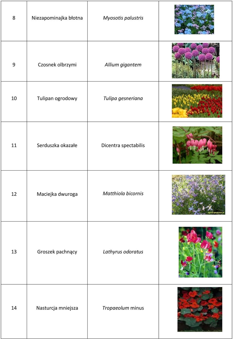 Dicentra spectabilis 12 Maciejka dwuroga Matthiola bicornis 13