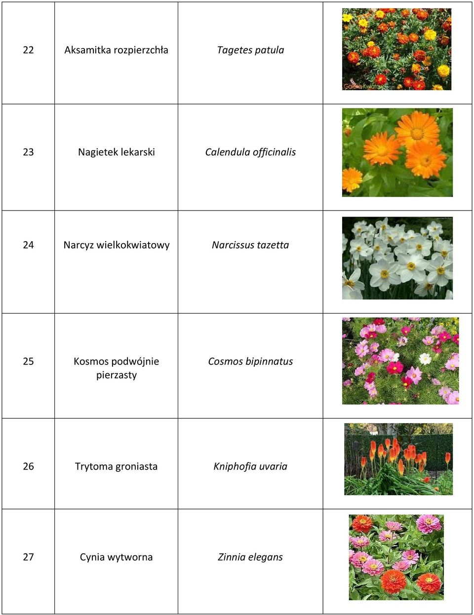 tazetta 25 Kosmos podwójnie pierzasty Cosmos bipinnatus 26