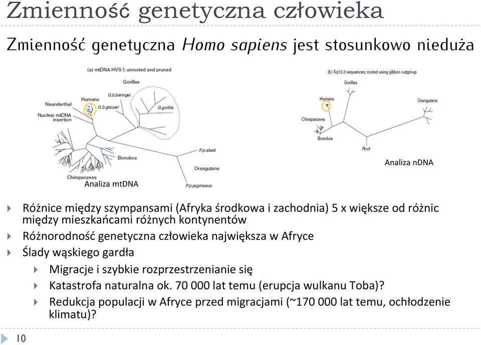 genetyczna człowieka największa w Afryce Ślady wąskiego gardła } Migracje i szybkie rozprzestrzenianie się } Katastrofa naturalna