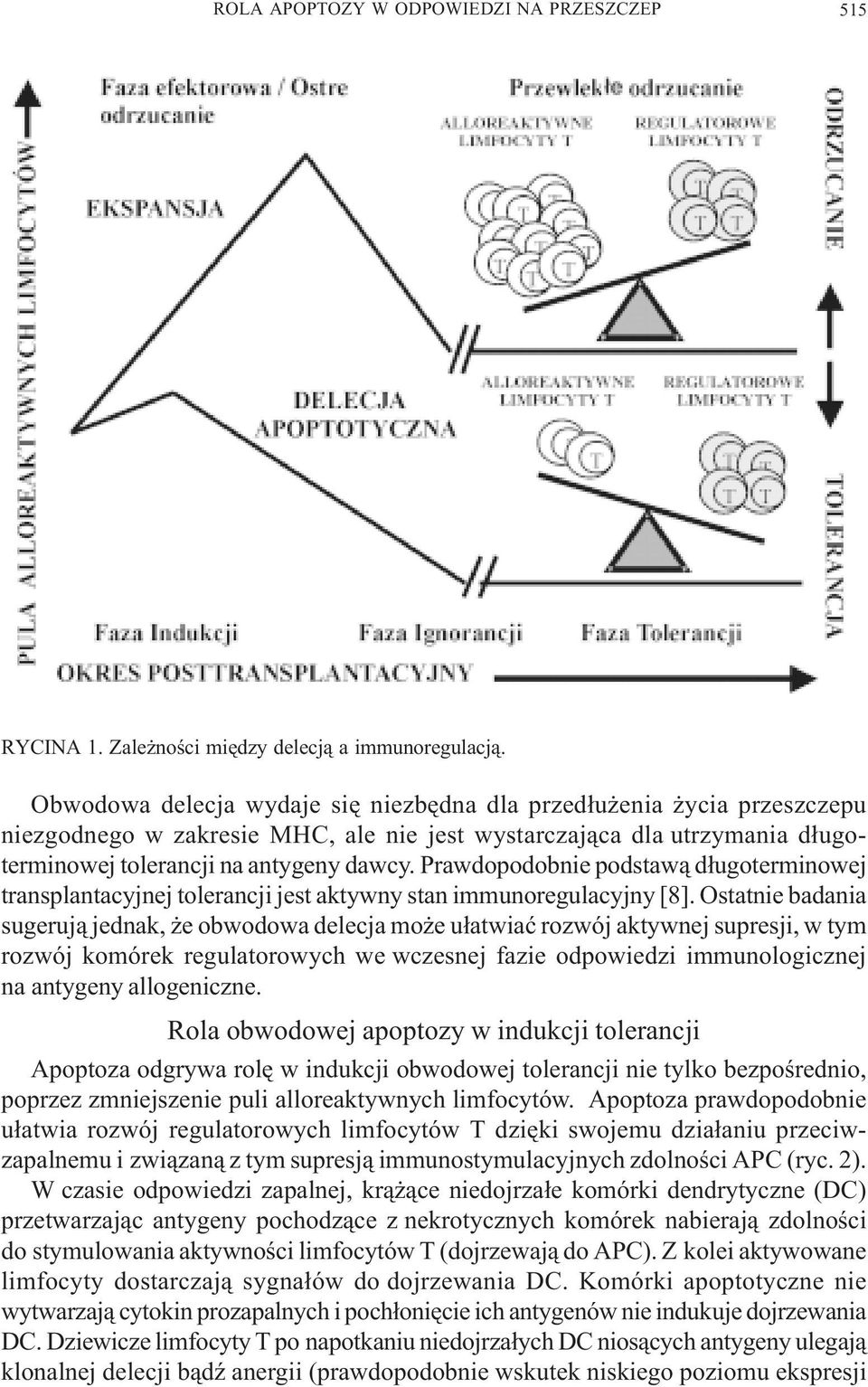 Prawdopodobnie podstaw¹ d³ugoterminowej transplantacyjnej tolerancji jest aktywny stan immunoregulacyjny [8].