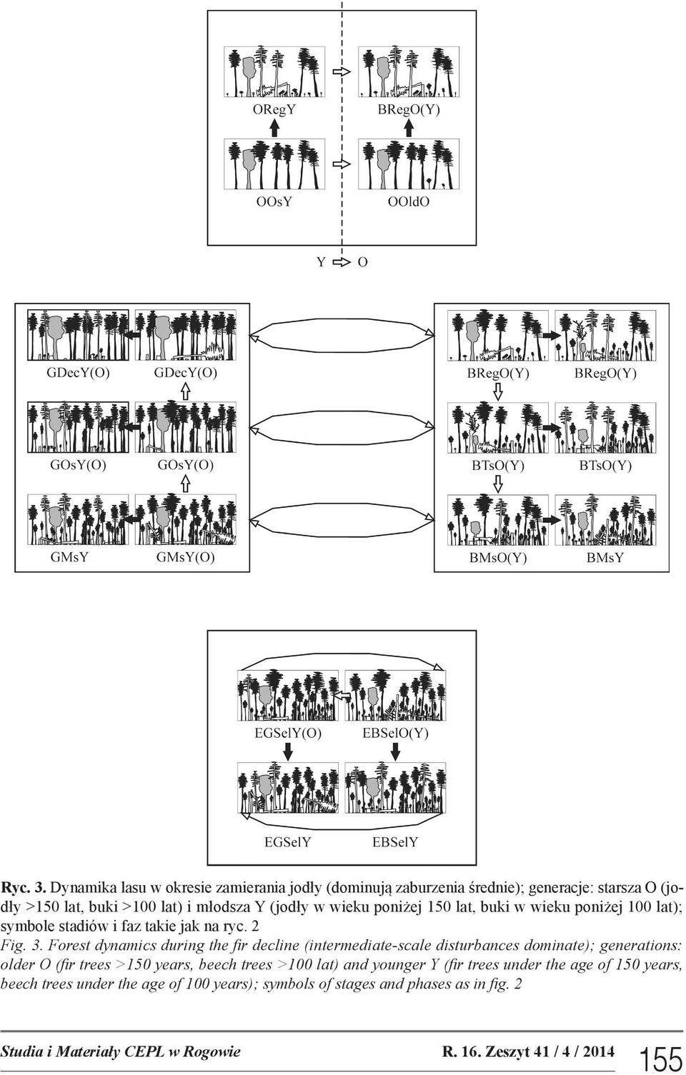 poniżej 150 lat, buki w wieku poniżej 100 lat); symbole stadiów i faz takie jak na ryc. 2 Fig. 3.