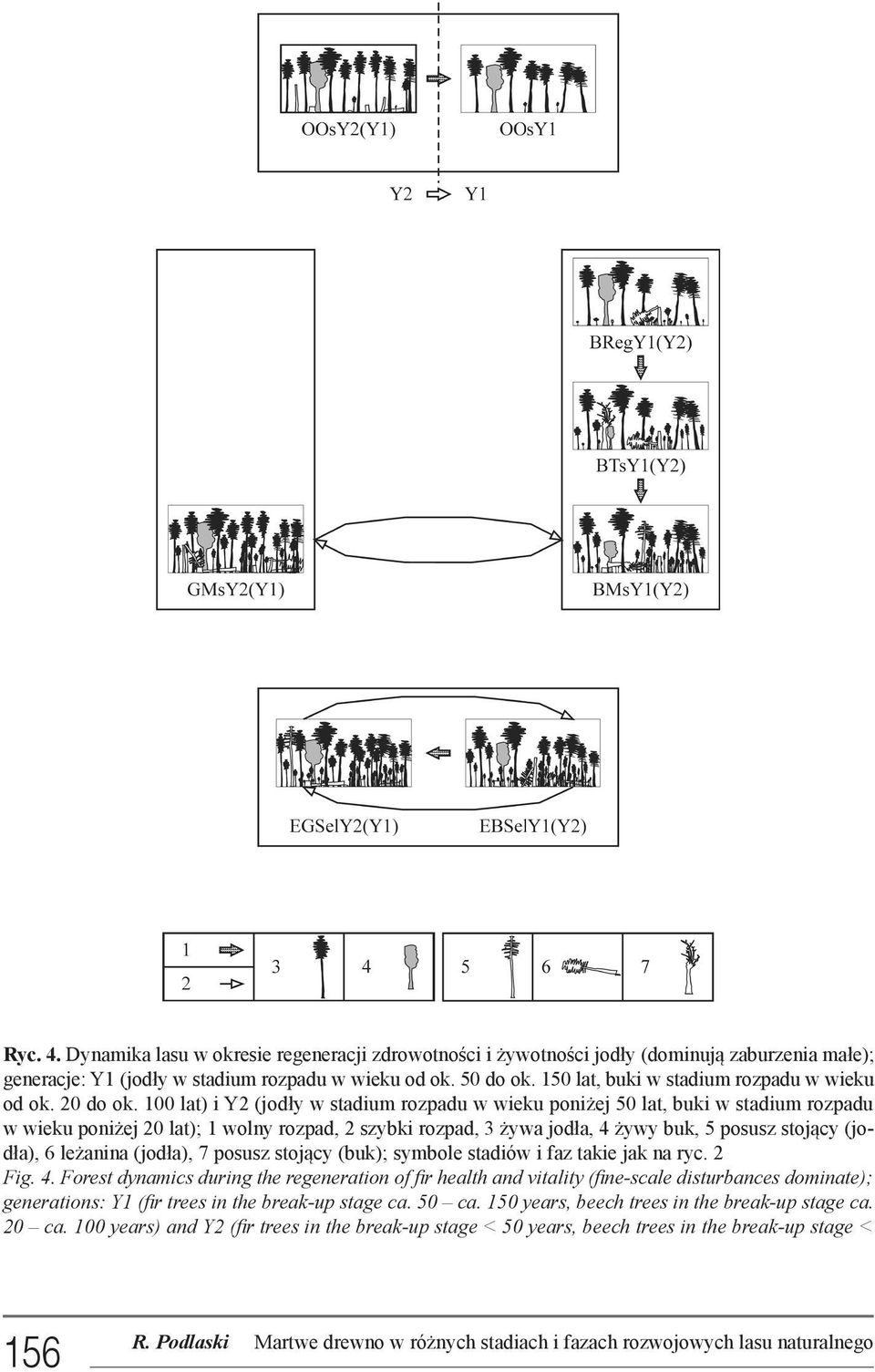 100 lat) i Y2 (jodły w stadium rozpadu w wieku poniżej 50 lat, buki w stadium rozpadu w wieku poniżej 20 lat); 1 wolny rozpad, 2 szybki rozpad, 3 żywa jodła, 4 żywy buk, 5 posusz stojący (jodła), 6