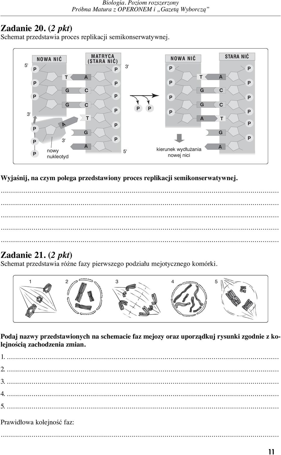 semikonserwatywnej. Zadanie 21. (2 pkt) Schemat przedstawia ró ne fazy pierwszego podzia u mejotycznego komórki.