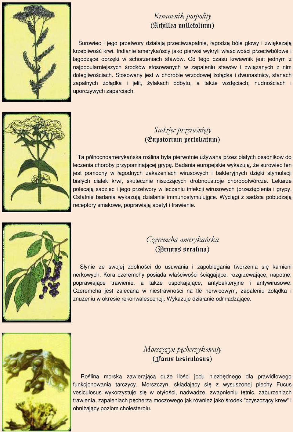 Od tego czasu krwawnik jest jednym z najpopularniejszych środków stosowanych w zapaleniu stawów i związanych z nim dolegliwościach.