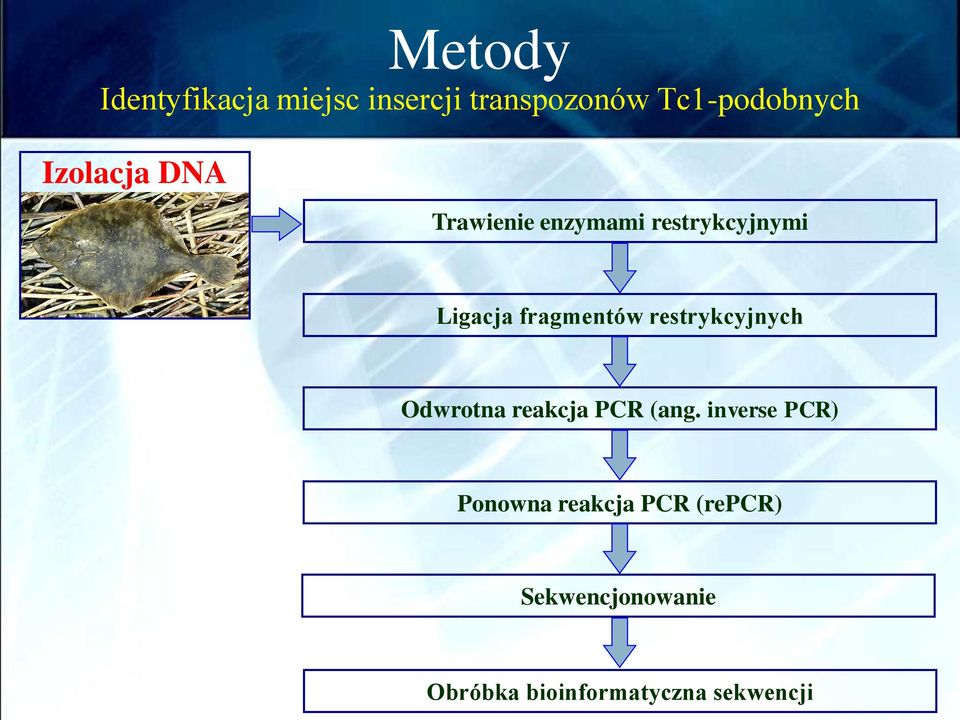 restrykcyjnych Odwrotna reakcja PCR (ang.